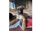 Adopt Adagio a Tan/Yellow/Fawn - with Black Boxer / Mixed Breed (Medium) / Mixed
