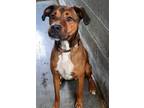 Adopt Napoleon a Brown/Chocolate - with White German Shepherd Dog / Hound