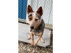 Adopt Bella a Gray/Blue/Silver/Salt & Pepper Australian Cattle Dog / Mixed dog