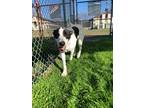 Adopt Bovinae(boe) a Labrador Retriever / Great Dane / Mixed dog in Addison
