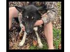 Adopt Rosie a Black - with Tan, Yellow or Fawn German Shepherd Dog / Mixed dog