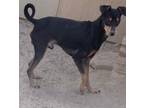 Adopt Mason a Manchester Terrier / Mixed dog in PAHRUMP, NV (39636022)