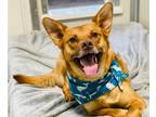 Adopt Dingo a Tan/Yellow/Fawn Mixed Breed (Medium) / Mixed dog in Monroe