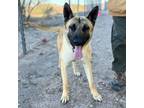 Adopt Tanjiro* a Brown/Chocolate Belgian Malinois / Mixed dog in El Paso