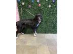Adopt Leo a Black Australian Shepherd / Mixed dog in El Paso, TX (40688467)