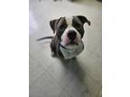 Adopt Rambo a Merle American Pit Bull Terrier / Mixed Breed (Medium) / Mixed