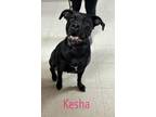 Adopt Kesha a Black Labrador Retriever / Mixed Breed (Medium) / Mixed (short