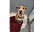 Adopt Louise a Tan/Yellow/Fawn American Pit Bull Terrier / Mixed Breed (Medium)