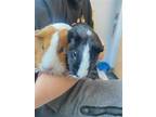 Adopt Cookies & Cream a Calico Guinea Pig (medium coat) small animal in oakland