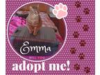 Adopt Emma a Brown Tabby American Shorthair (short coat) cat in Paris