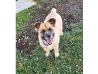 Adopt Bear a Tan/Yellow/Fawn Chow Chow / Pomeranian dog in WATERLOO