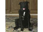Adopt Elin a Black - with White Labrador Retriever / Flat-Coated Retriever /