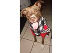 Adopt Stormie a Red/Golden/Orange/Chestnut - with White Australian Kelpie /