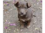 Adopt Seville a Brown/Chocolate Border Collie / Labrador Retriever dog in San