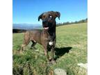 Adopt Dusty a Merle American Pit Bull Terrier / Husky / Mixed (short coat) dog
