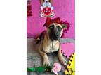 Adopt Janet a Tan/Yellow/Fawn - with Black Shepherd (Unknown Type) / Feist /