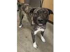 Adopt King Louie a Brindle Mastiff / Mixed Breed (Medium) / Mixed (short coat)