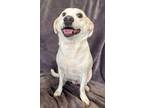 Adopt Dodger a White Chiweenie / Mixed dog in Lodi, CA (40712219)
