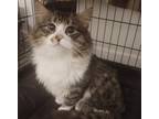 Adopt Oliver a White (Mostly) Domestic Longhair (long coat) cat in DOWELLTOWN