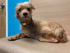 Adopt JAKE a Tan/Yellow/Fawn Terrier (Unknown Type, Small) / Mixed dog in