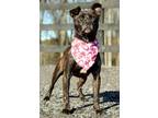 Adopt Brownie a Brindle Boxer / Mixed dog in Bedford Hills, NY (38383420)