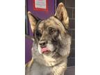 Adopt Charlemagne a Gray/Blue/Silver/Salt & Pepper Akita / Mixed dog in El Paso