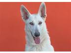 Adopt NOEL a White German Shepherd Dog / Mixed dog in Pasadena, CA (40225725)