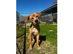 Adopt Brownie a Brown/Chocolate Boxer / Mixed Breed (Medium) / Mixed (short