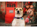 Adopt Anna a Brown/Chocolate Australian Cattle Dog / Mixed Breed (Medium) /