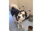 Adopt Buddy a White Husky / Mixed Breed (Medium) / Mixed (short coat) dog in