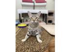 Adopt Saffron a Brown Tabby Domestic Shorthair / Mixed Breed (Medium) / Mixed