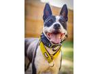 Adopt Lavender a Border Collie / Boston Terrier dog in Garner, NC (40710426)