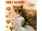 Adopt Luther a Orange or Red Tabby Domestic Shorthair / Mixed (short coat) cat
