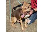 Adopt Picasso a Tan/Yellow/Fawn - with Black Labrador Retriever / Shepherd