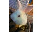 Free bunnies