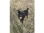 Adopt Biff a Black Retriever (Unknown Type) / Cattle Dog / Mixed dog in Corning