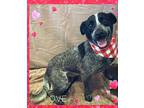 Adopt Hugo a Merle Blue Heeler / Mixed dog in Corning, AR (39864659)