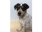 Adopt Fluorite a Australian Cattle Dog / Mixed dog in Neillsville, WI (40708346)