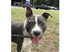 Adopt Goliath a American Pit Bull Terrier / Mixed dog in St.