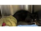 Adopt Wrangler a All Black Domestic Shorthair / Mixed Breed (Medium) / Mixed
