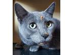 Adopt Smoke a Gray or Blue Domestic Shorthair / Mixed Breed (Medium) / Mixed