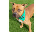 Adopt Van a Tan/Yellow/Fawn American Pit Bull Terrier / Mixed Breed (Medium) /