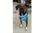 Adopt Shiner a Brindle - with White Catahoula Leopard Dog / Pit Bull Terrier /