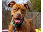 Adopt Honey Lucille a Red/Golden/Orange/Chestnut - with White American Pit Bull