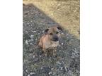 Adopt Emma a Tan/Yellow/Fawn Black Mouth Cur / Pit Bull Terrier / Mixed dog in