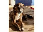 Adopt Copper a Catahoula Leopard Dog / Mixed dog in Bullard, TX (40650029)