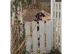 Adopt Boss a Labrador Retriever / Hound (Unknown Type) dog in Lorain