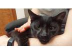 Adopt Bob a Spotted Tabby/Leopard Spotted Domestic Shorthair / Mixed cat in