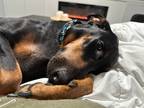 Adopt Jolene a Tan/Yellow/Fawn Doberman Pinscher / Mixed dog in Fountain