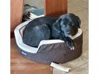 Adopt Chuck a Black Labrador Retriever / Chow Chow / Mixed dog in Glendale